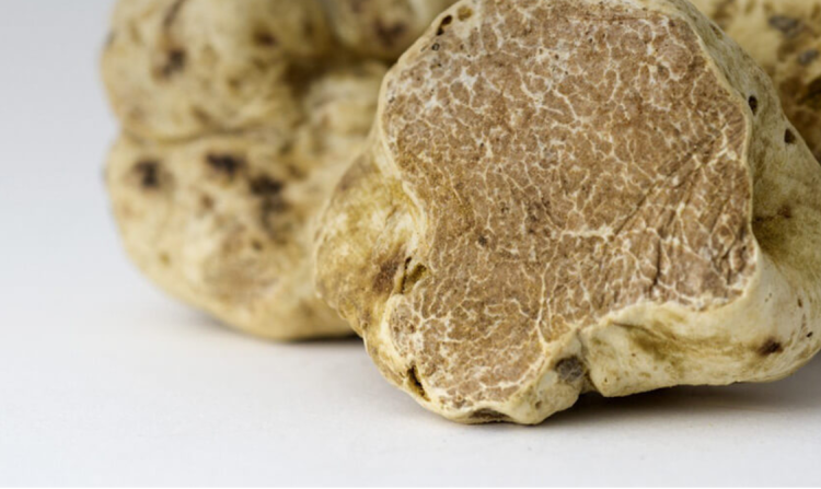 Świeża biała trufla (Tuber Magnatum Pico)