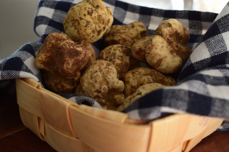 Świeża biała trufla (Tuber Magnatum Pico)